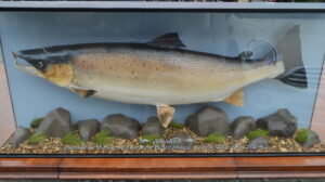 Cased Salmon
