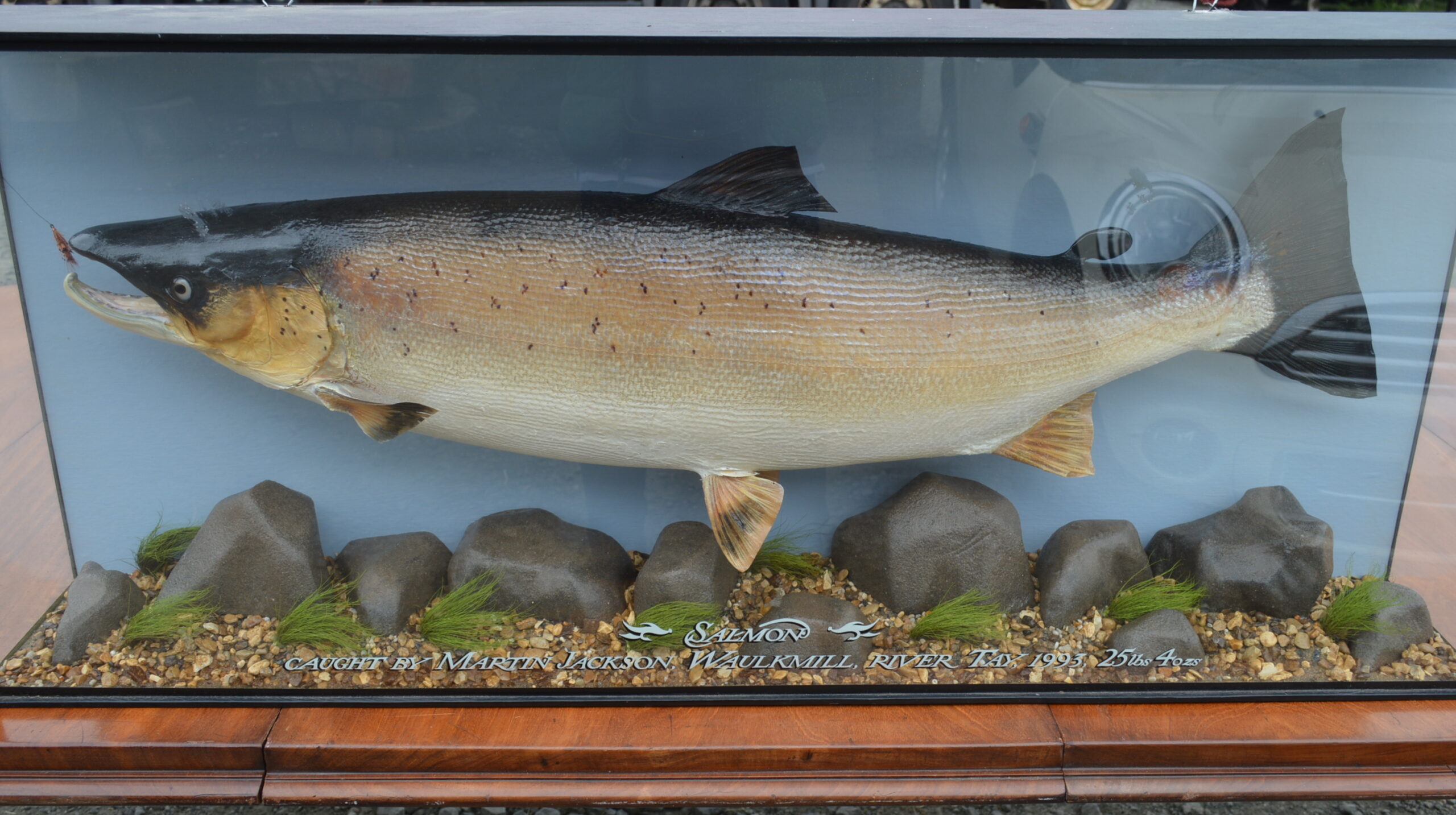 Cased Salmon