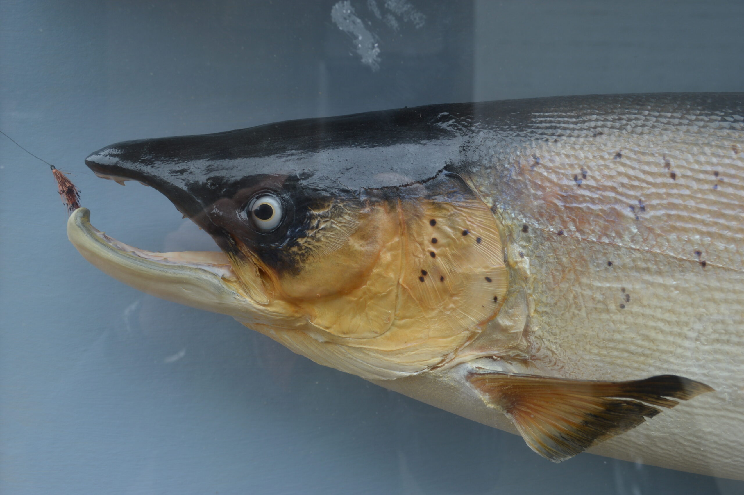 Cased Salmon